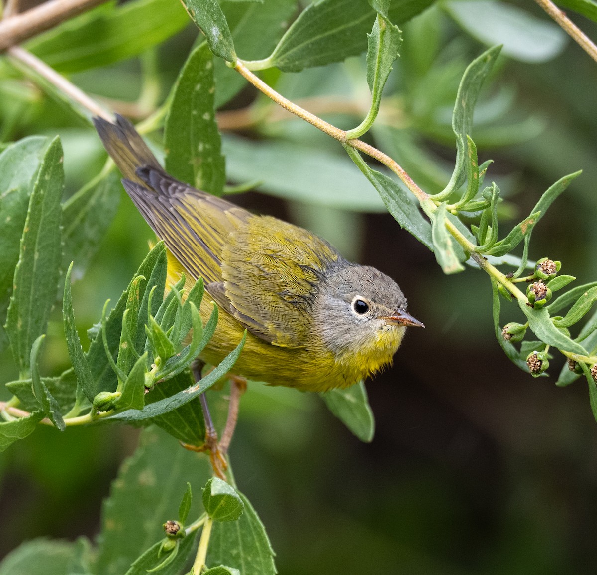 Nashville Warbler - ML643299978