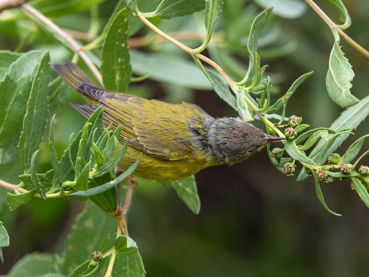 Nashville Warbler - ML643299981