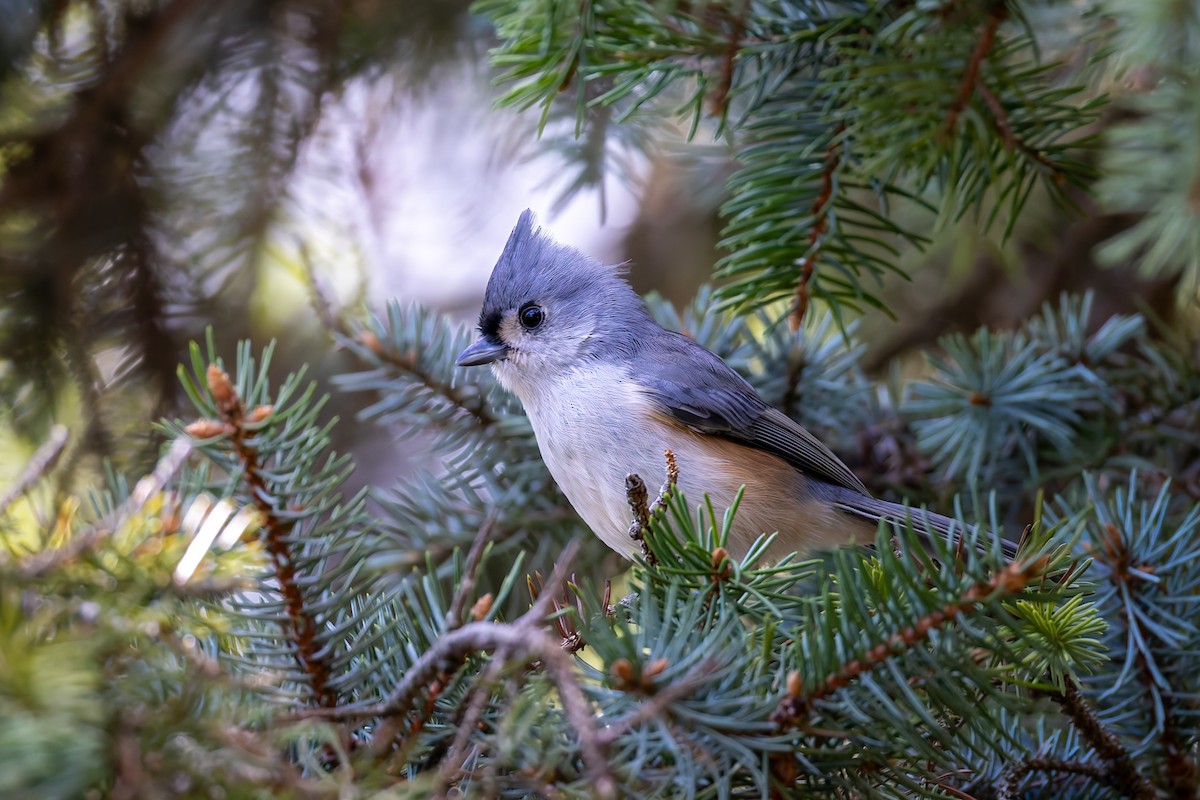 Tufted Titmouse - ML643299984