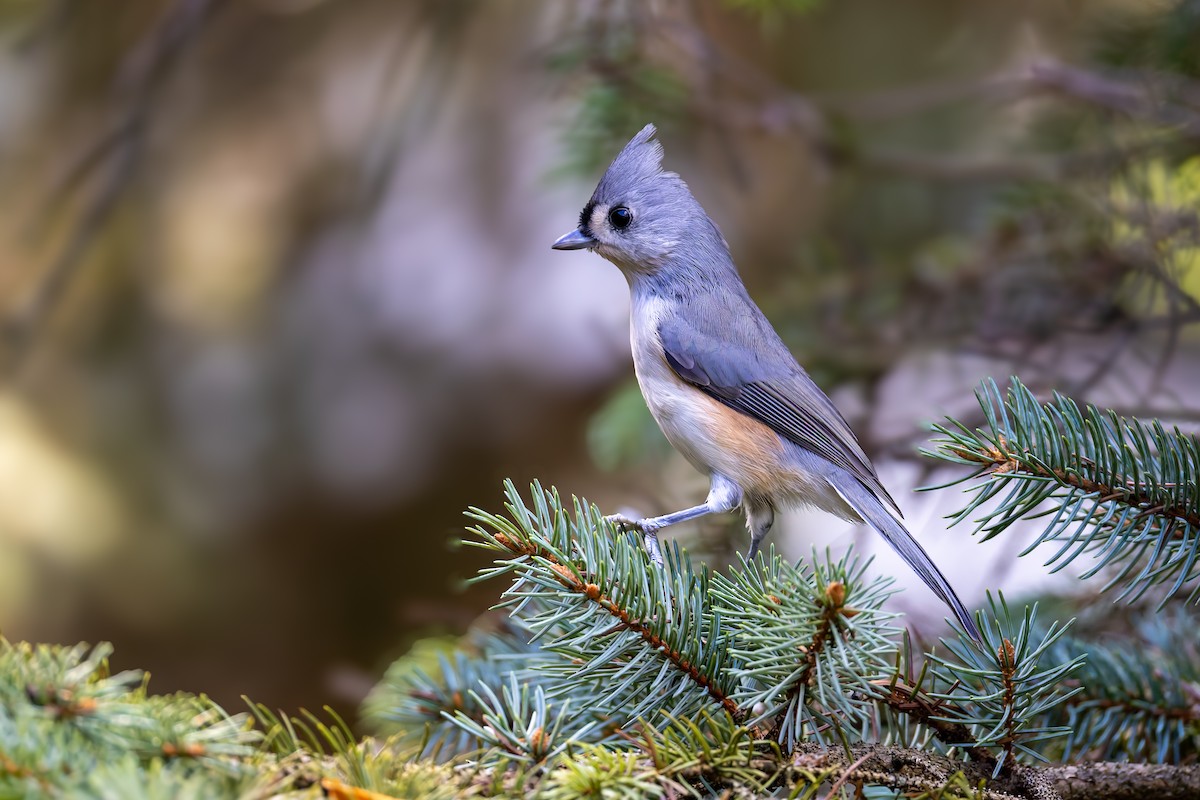 Tufted Titmouse - ML643299986