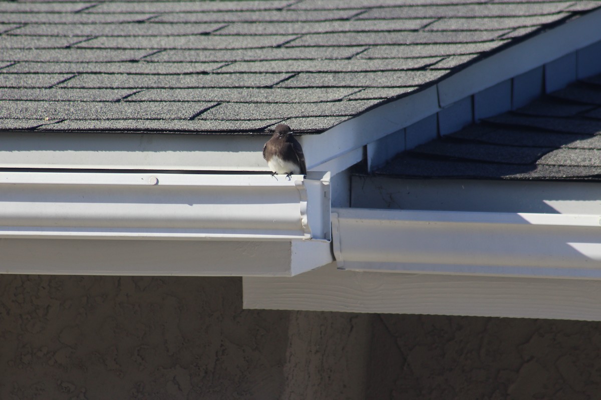 Black Phoebe - ML643299987