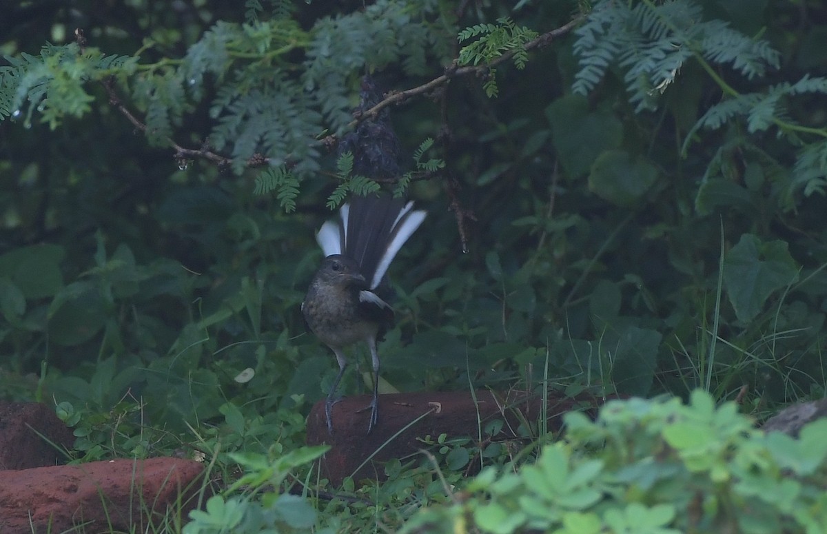 Oriental Magpie-Robin - ML643299989