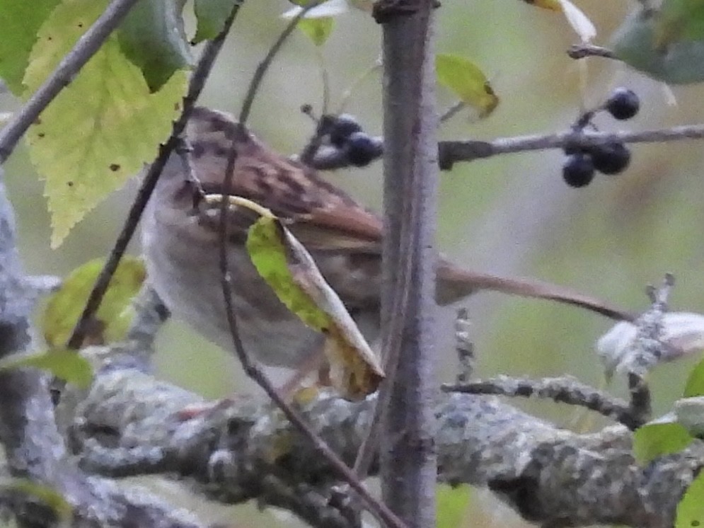 White-throated Sparrow - ML643299991