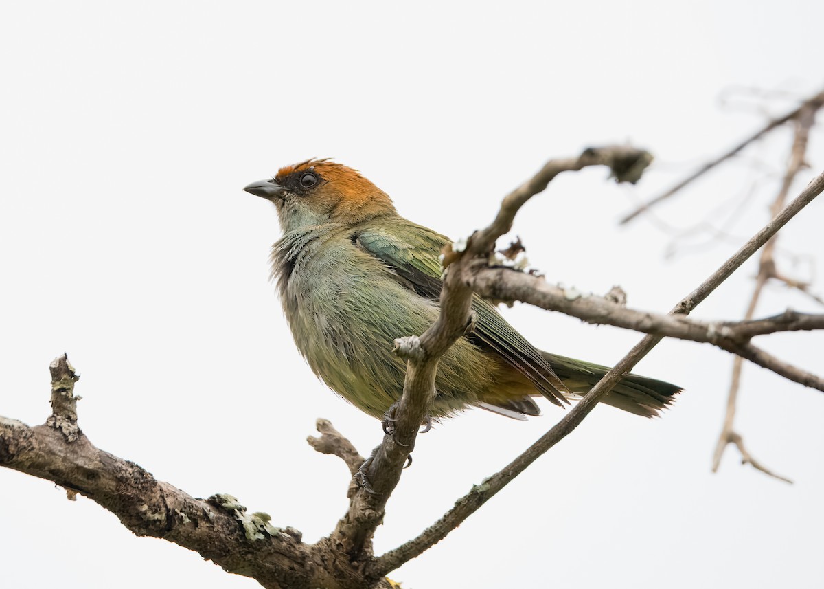 Chestnut-backed Tanager - ML643299992
