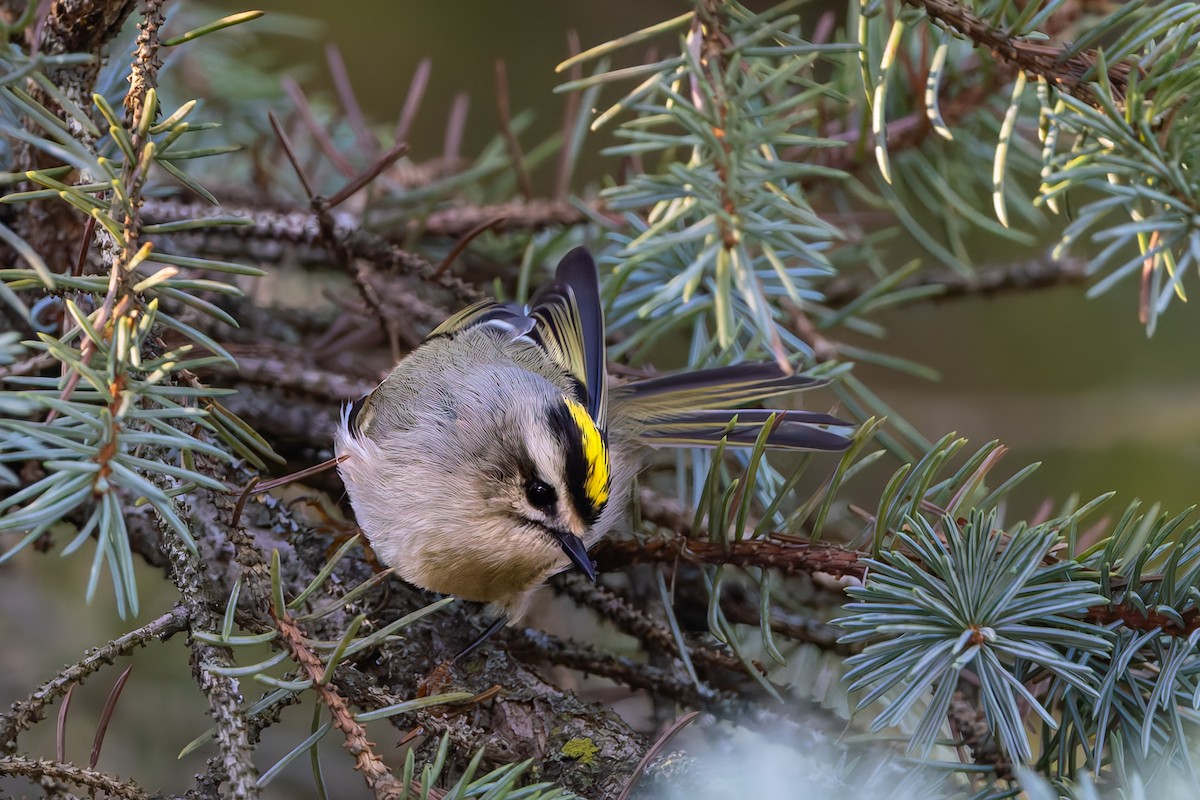 Golden-crowned Kinglet - ML643299993