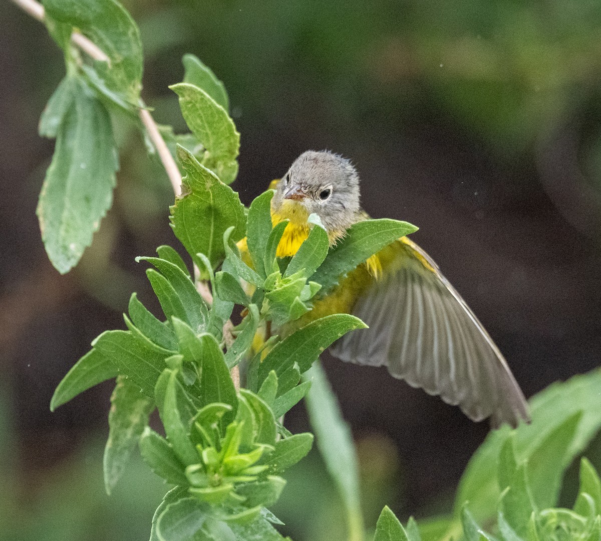 Nashville Warbler - ML643299994