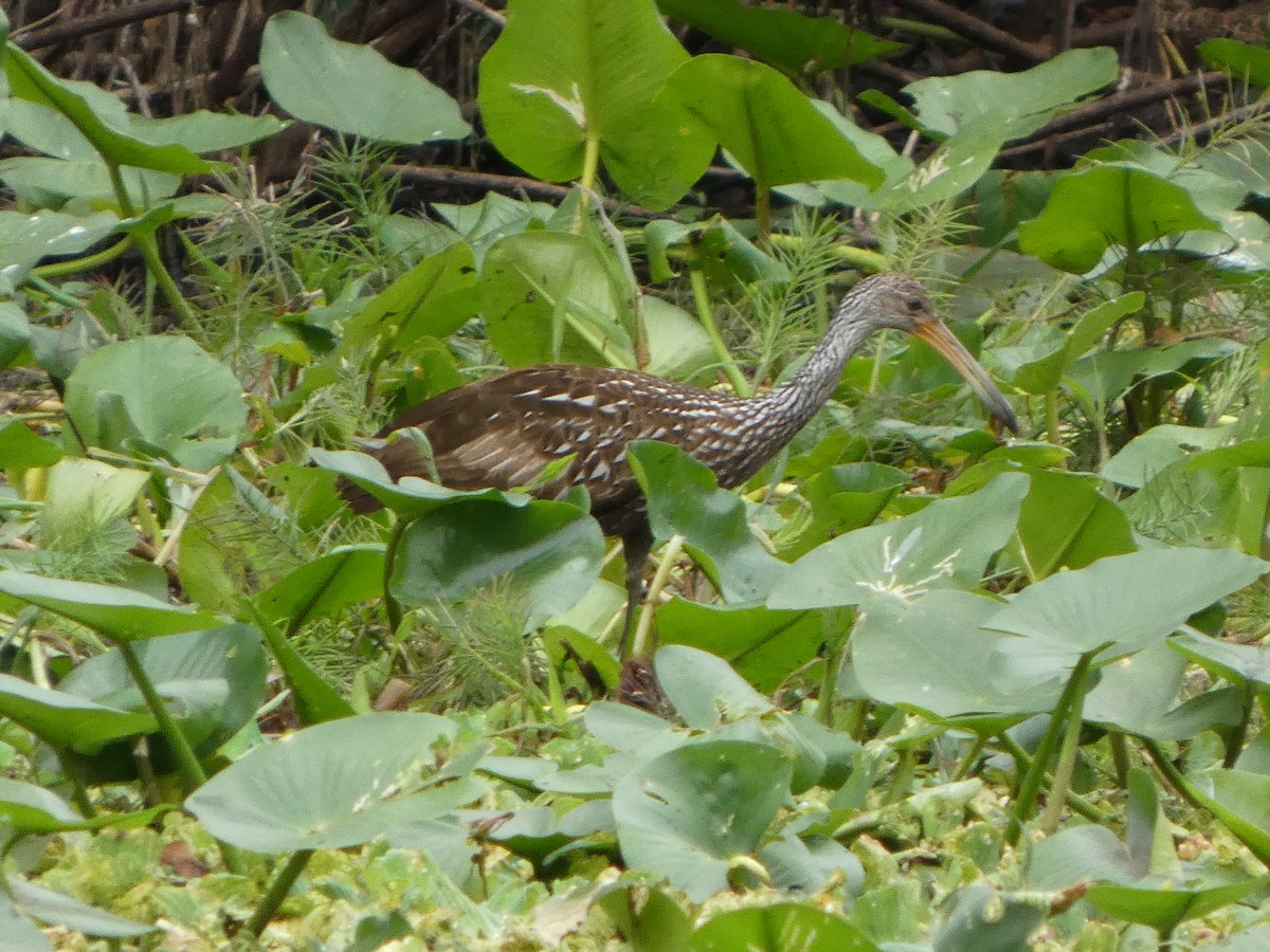 Limpkin - ML643299996