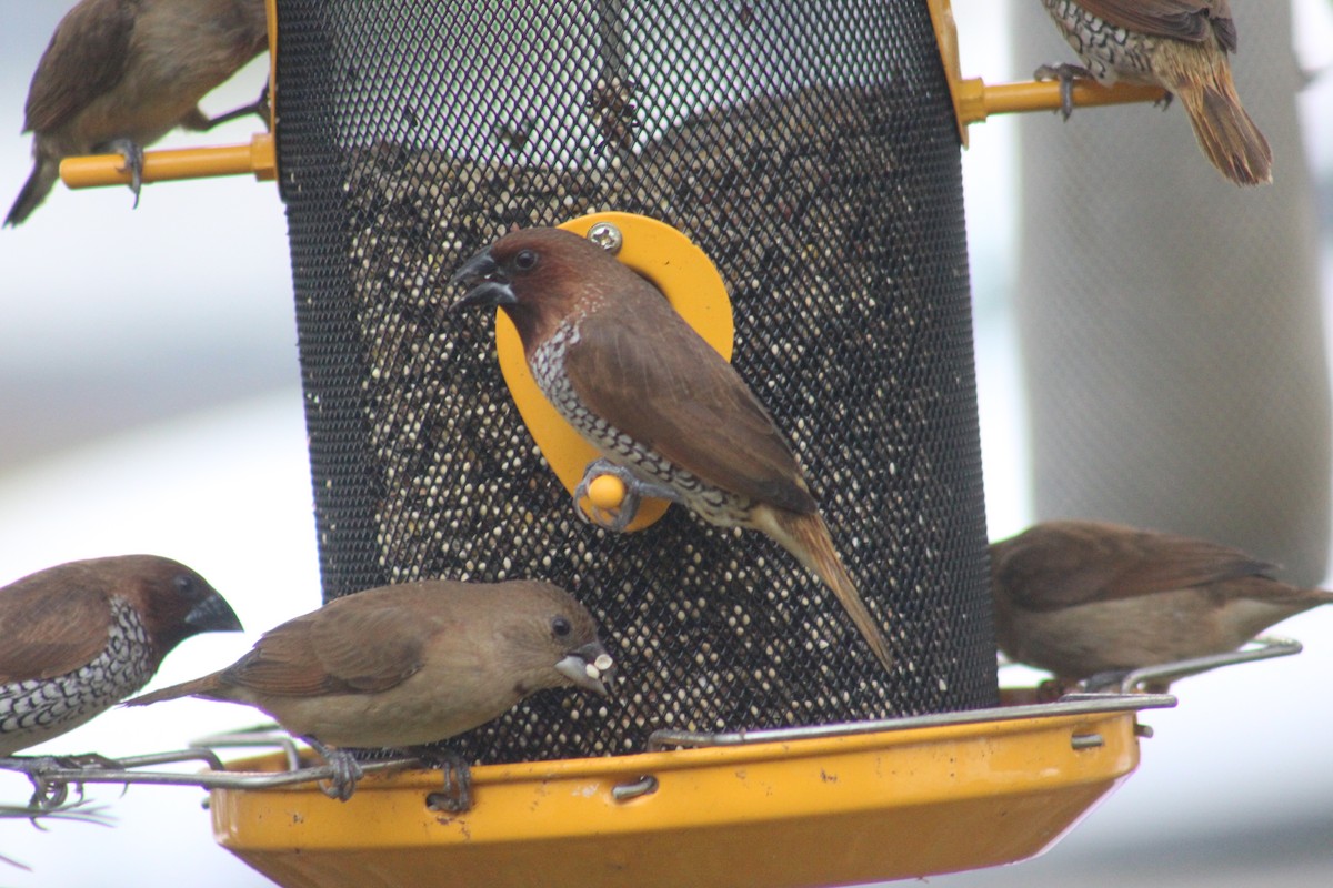 Scaly-breasted Munia - ML643299997