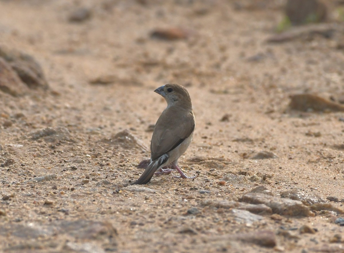 Indian Silverbill - ML643299998