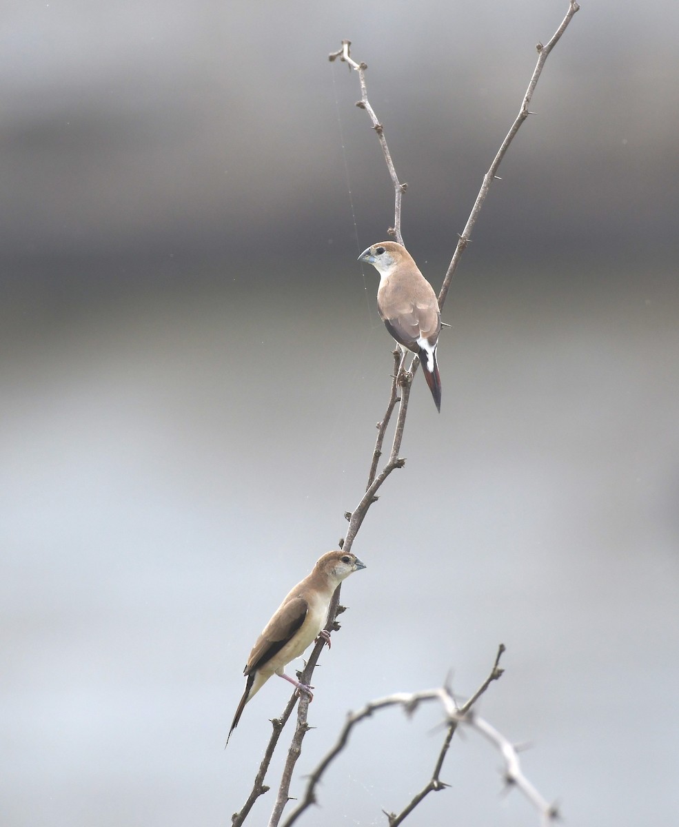 Indian Silverbill - ML643299999