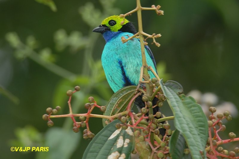 Paradise Tanager - ML643300000
