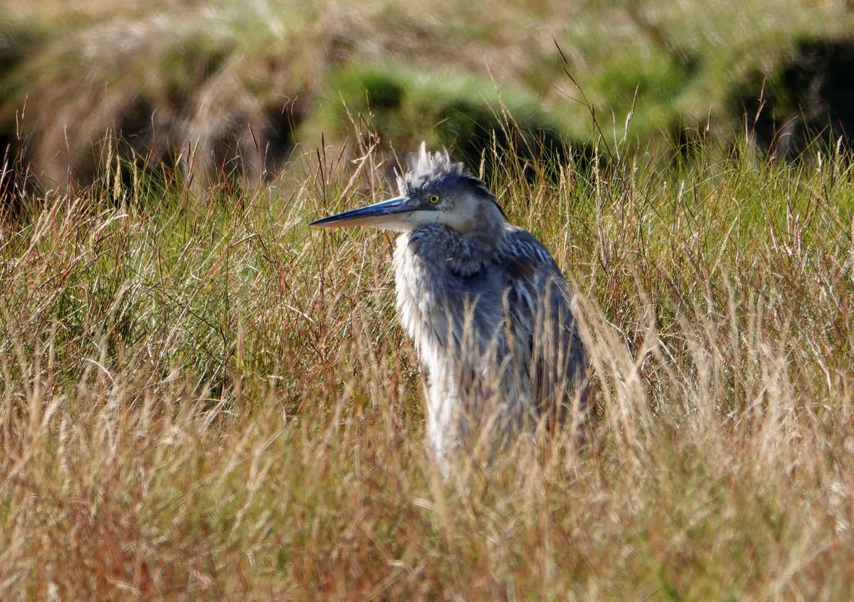 Great Blue Heron - ML643300001