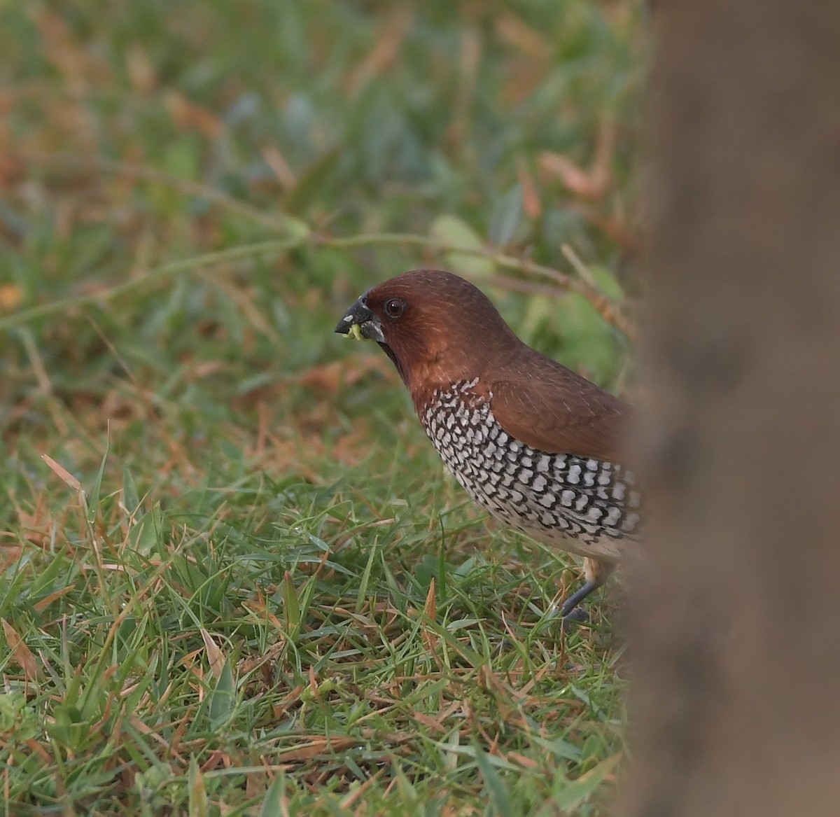 Scaly-breasted Munia - ML643300004