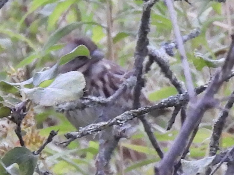 Song Sparrow - ML643300006