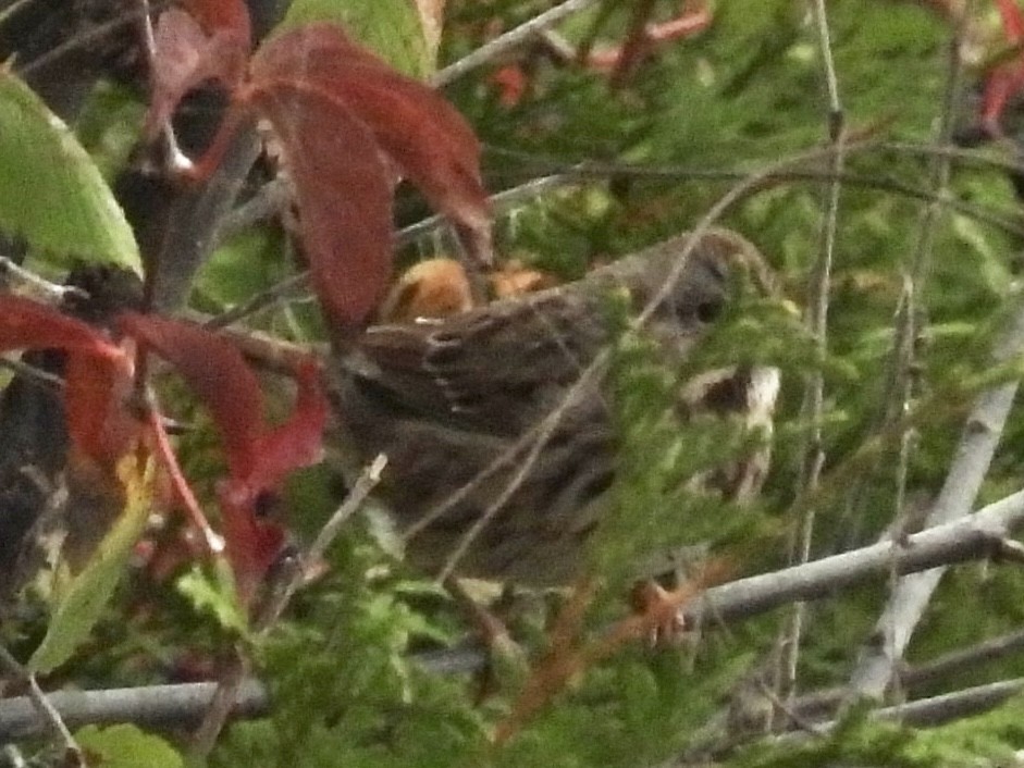 Song Sparrow - ML643300007