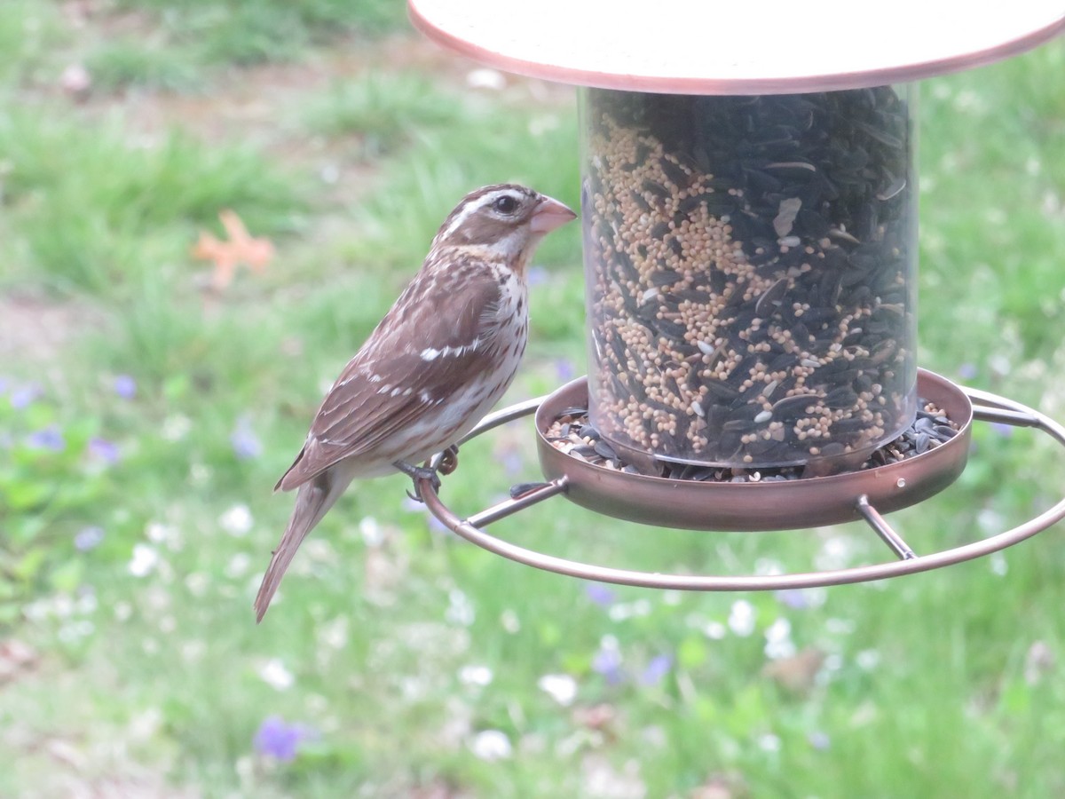 Rose-breasted Grosbeak - ML643300008