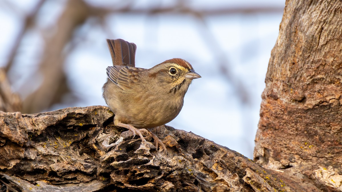 Rufous-crowned Sparrow - ML643300009
