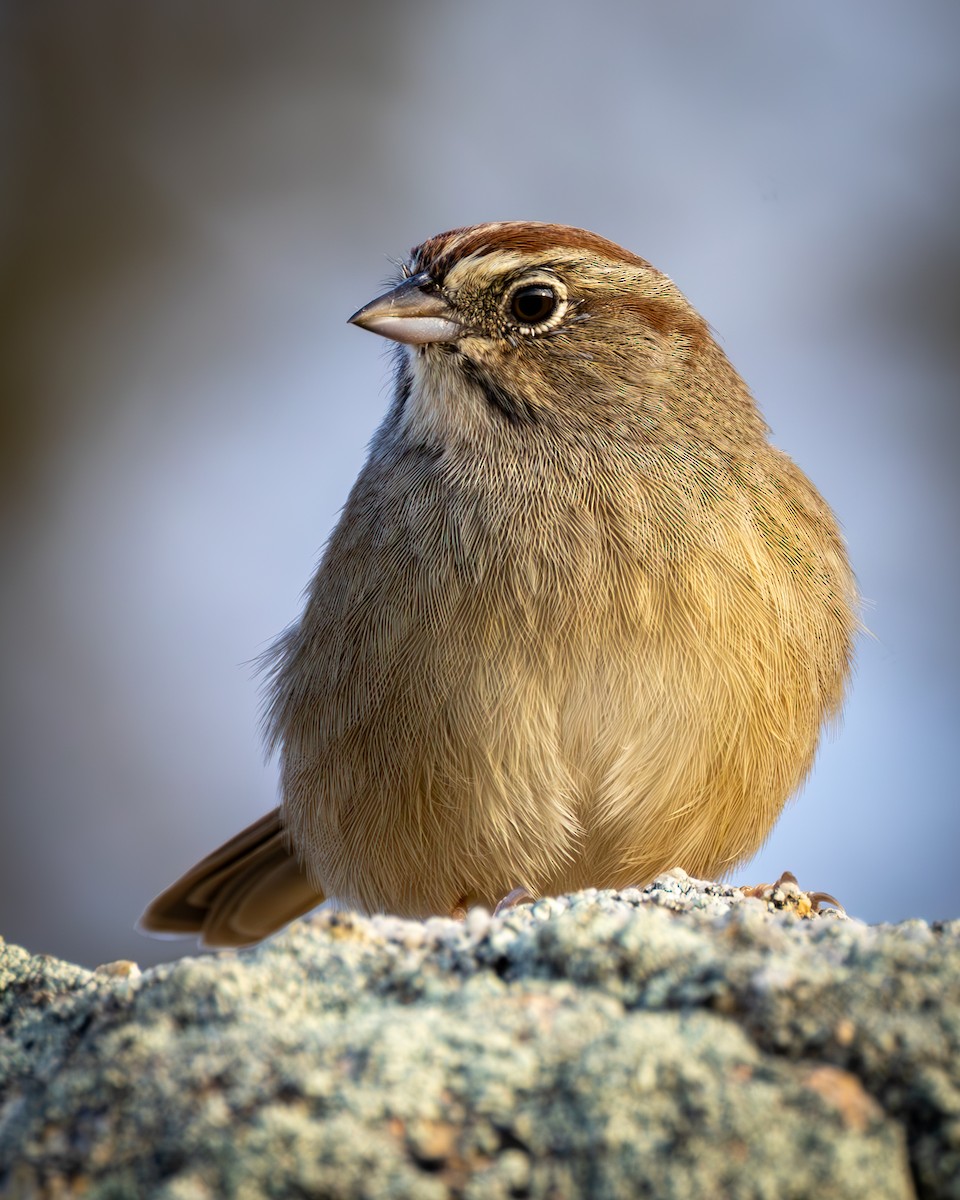 Rufous-crowned Sparrow - ML643300010