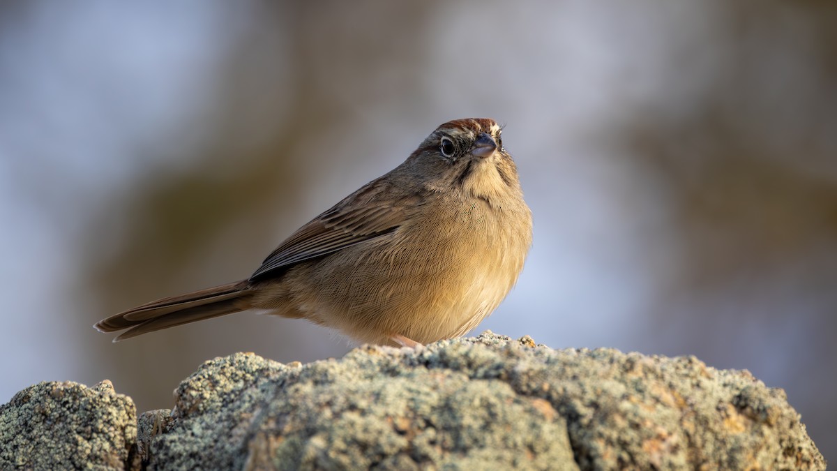 Rufous-crowned Sparrow - ML643300011
