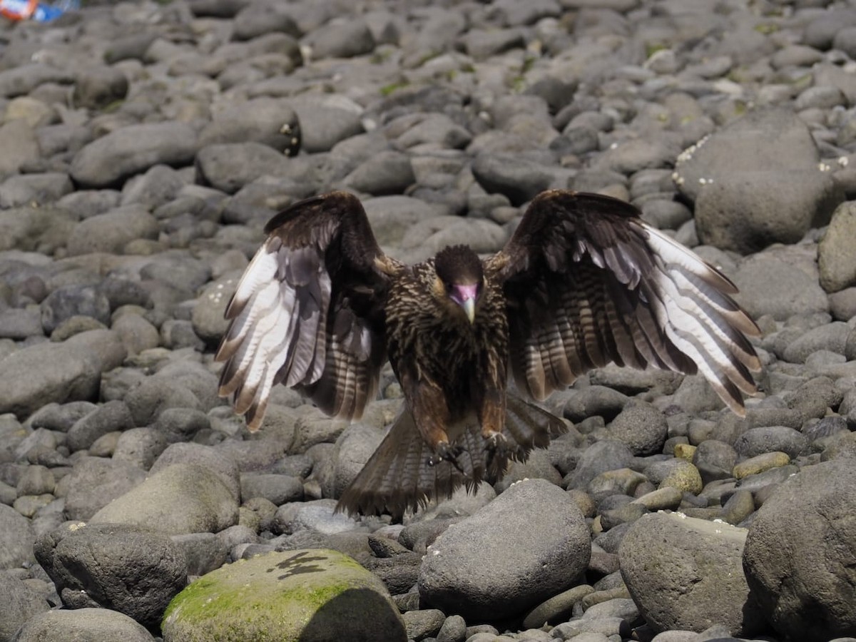 Crested Caracara - ML643300015