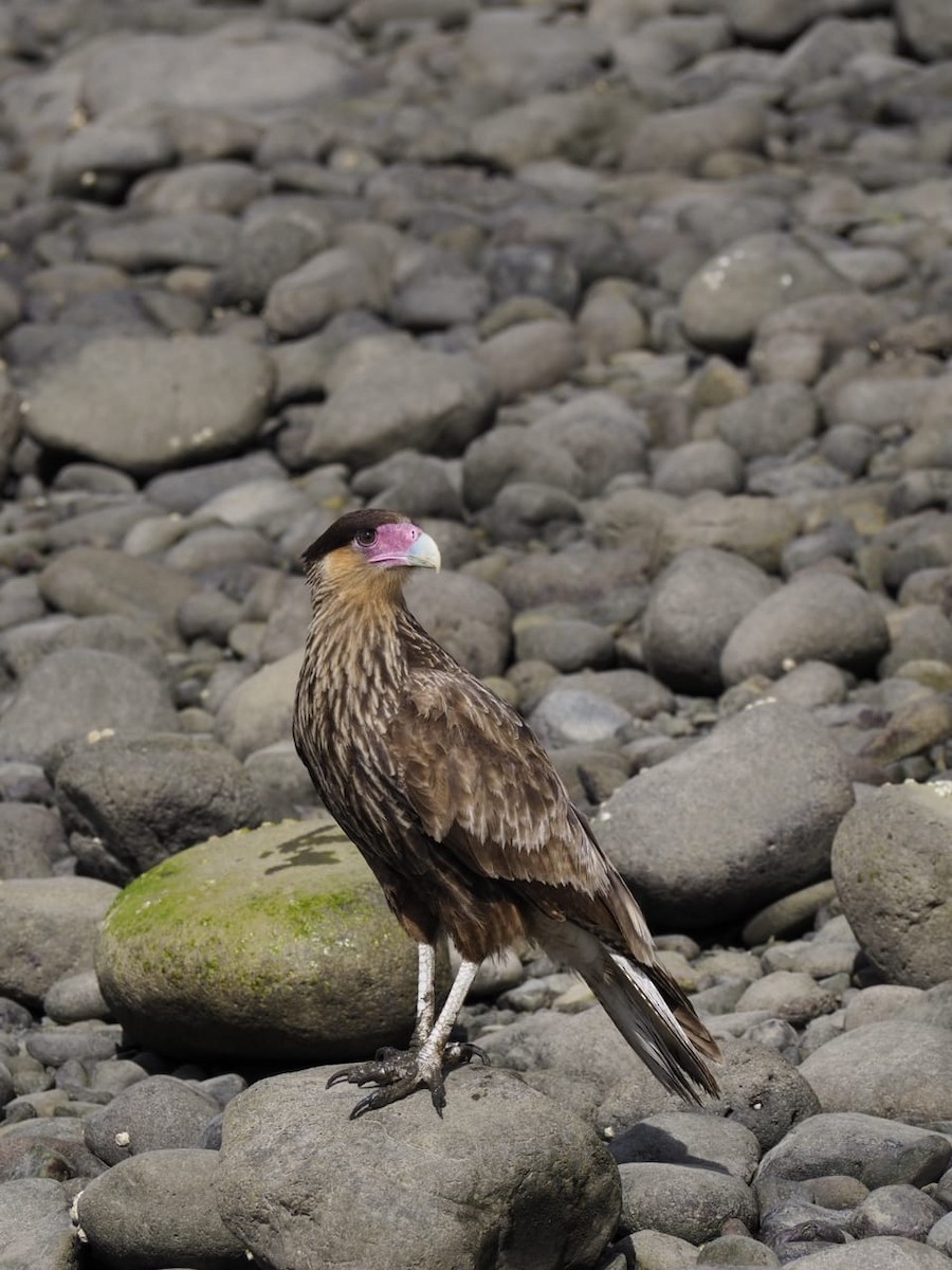 Crested Caracara - ML643300016