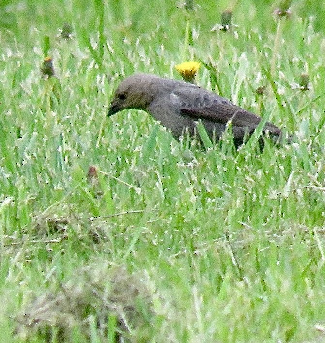 Brown-headed Cowbird - ML643300056