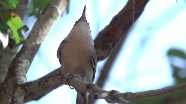 Brown-headed Nuthatch - ML643300063