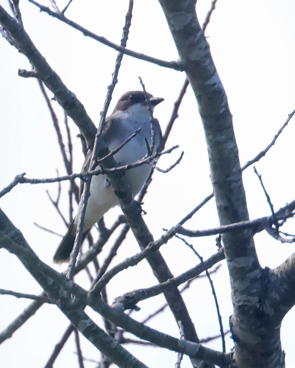 Eastern Kingbird - ML643300070
