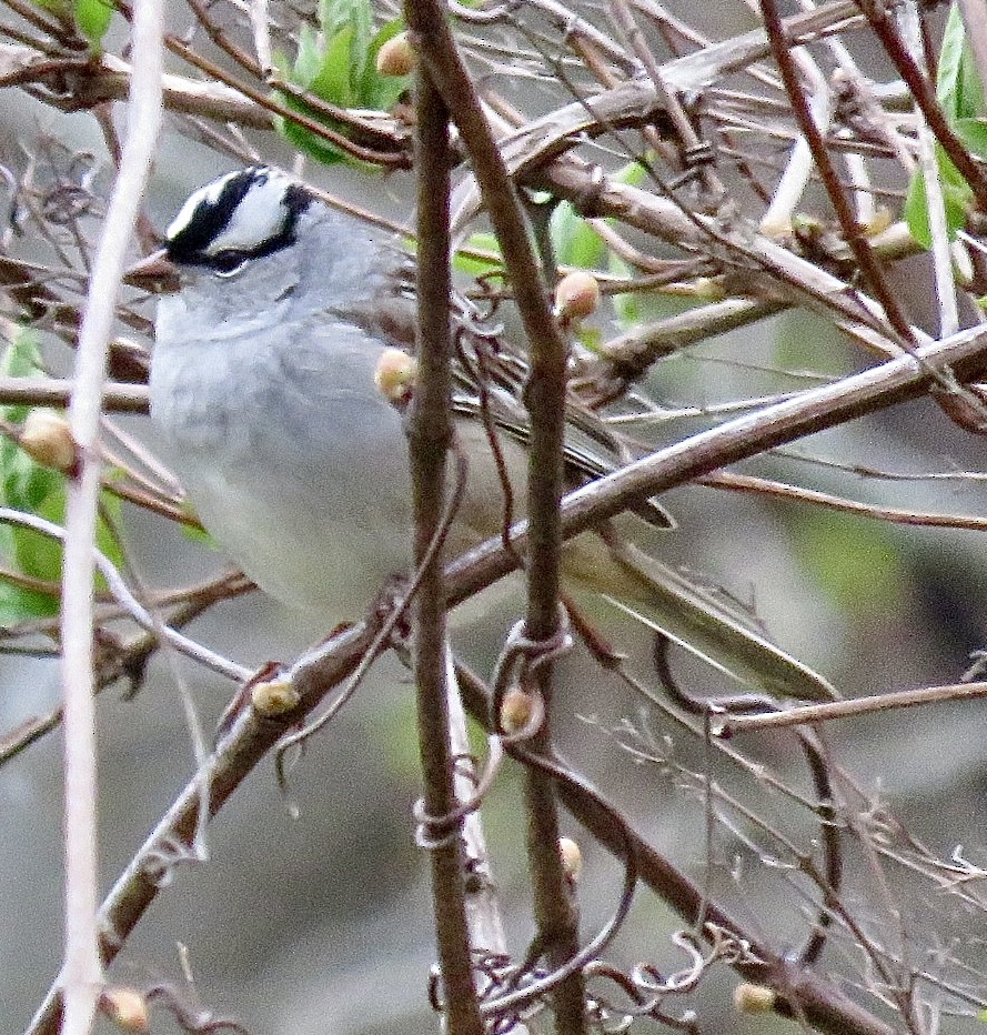 White-crowned Sparrow - ML643300080