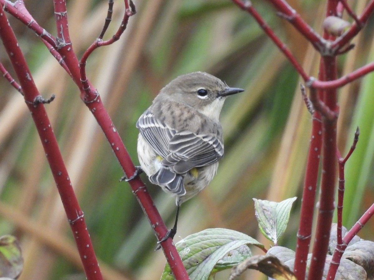 Yellow-rumped Warbler (Myrtle) - ML643300081