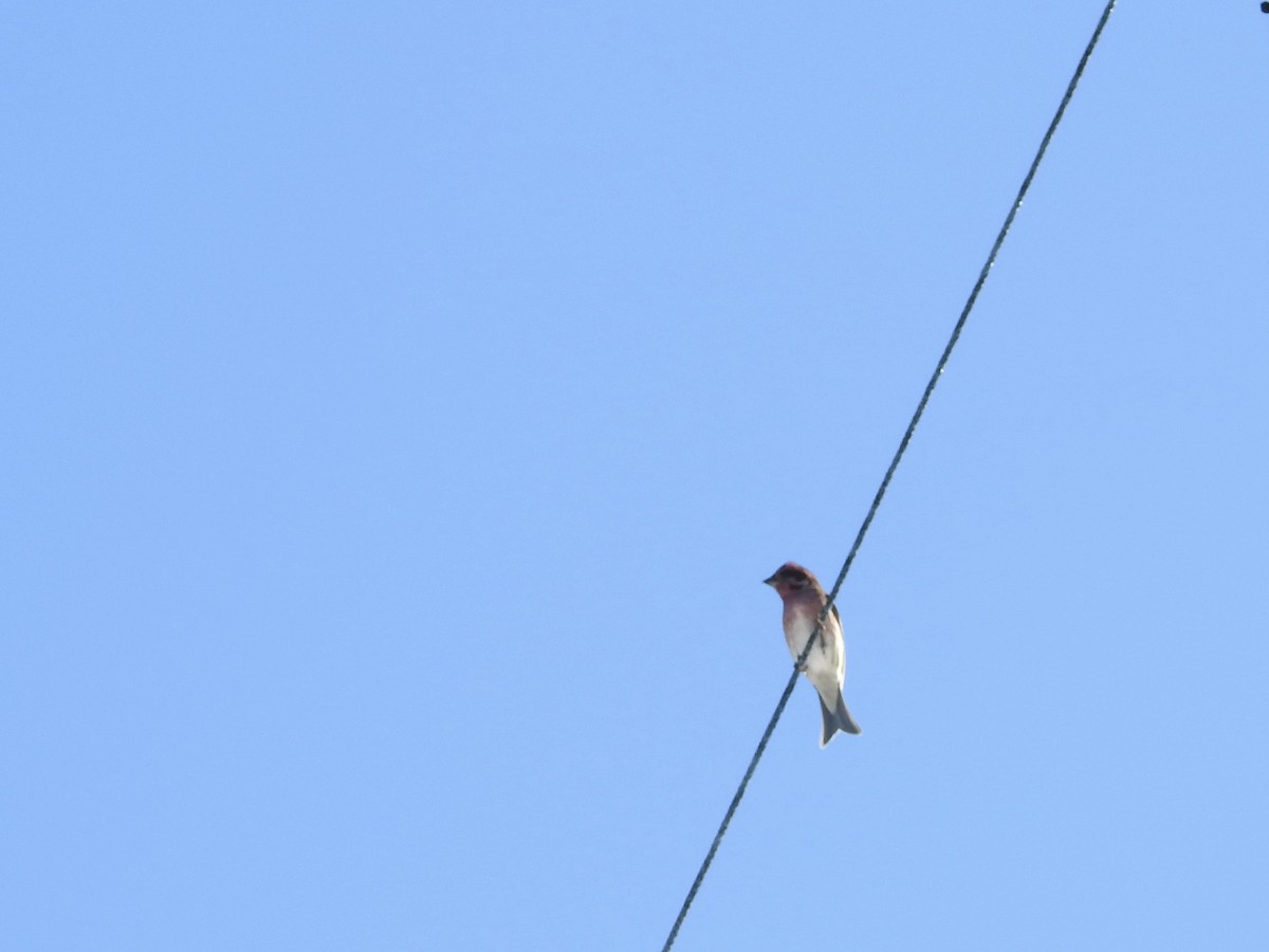 Purple Finch - ML643300082