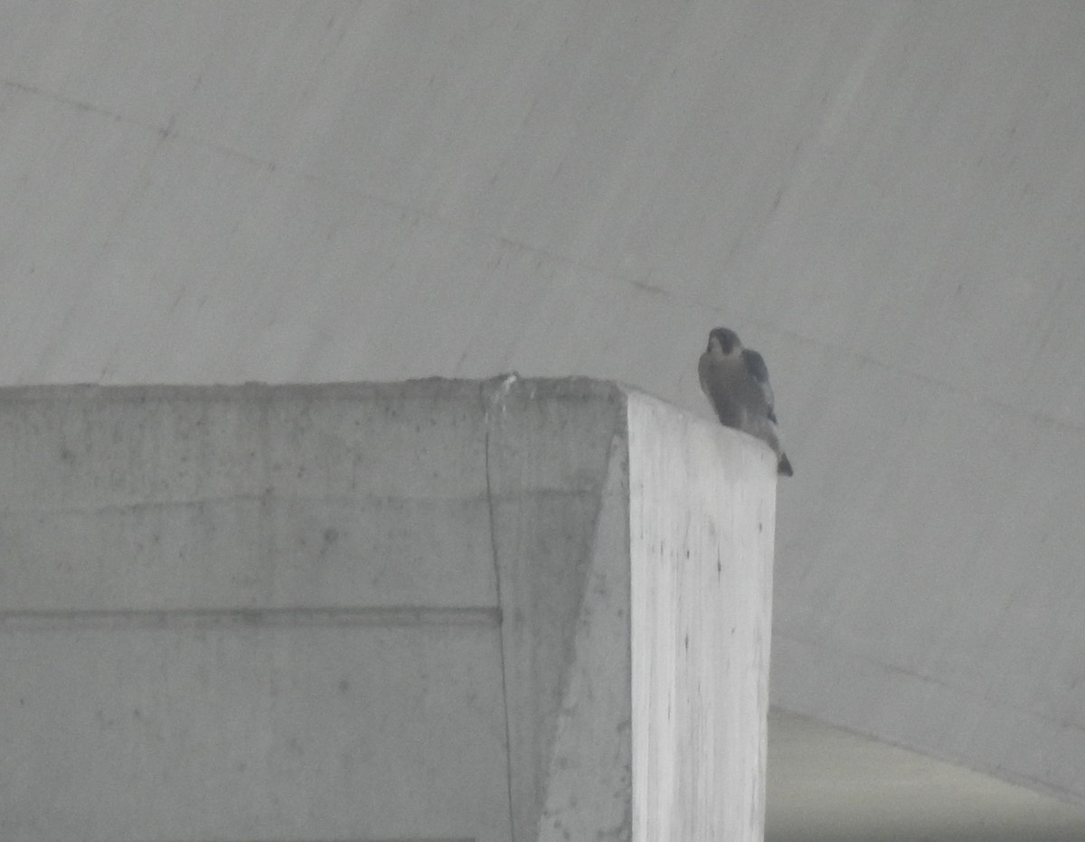 Peregrine Falcon (Mediterranean) - ML643300088