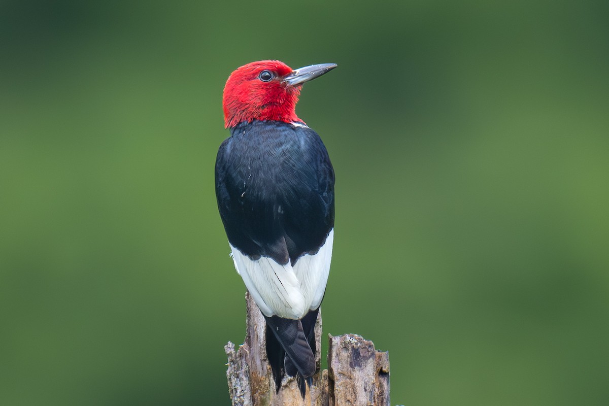 Red-headed Woodpecker - ML643300090