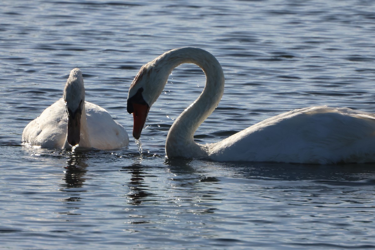 Mute Swan - ML643300096