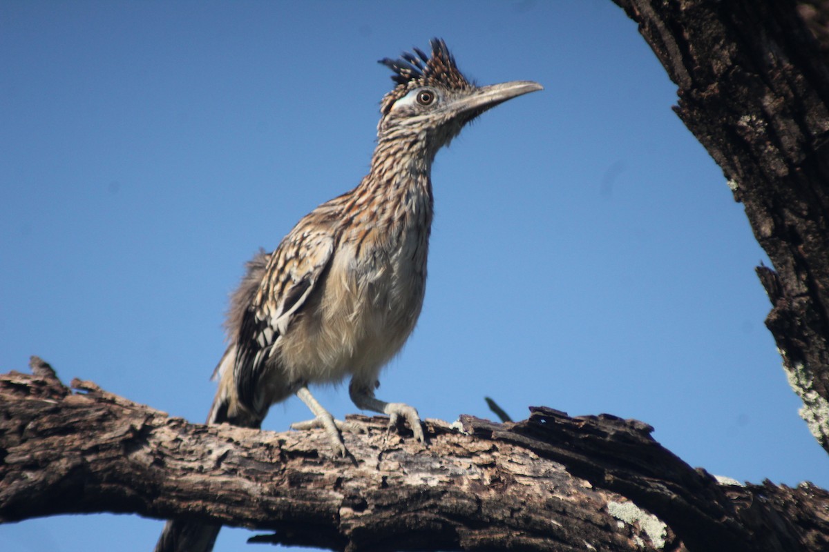 Greater Roadrunner - ML643300097