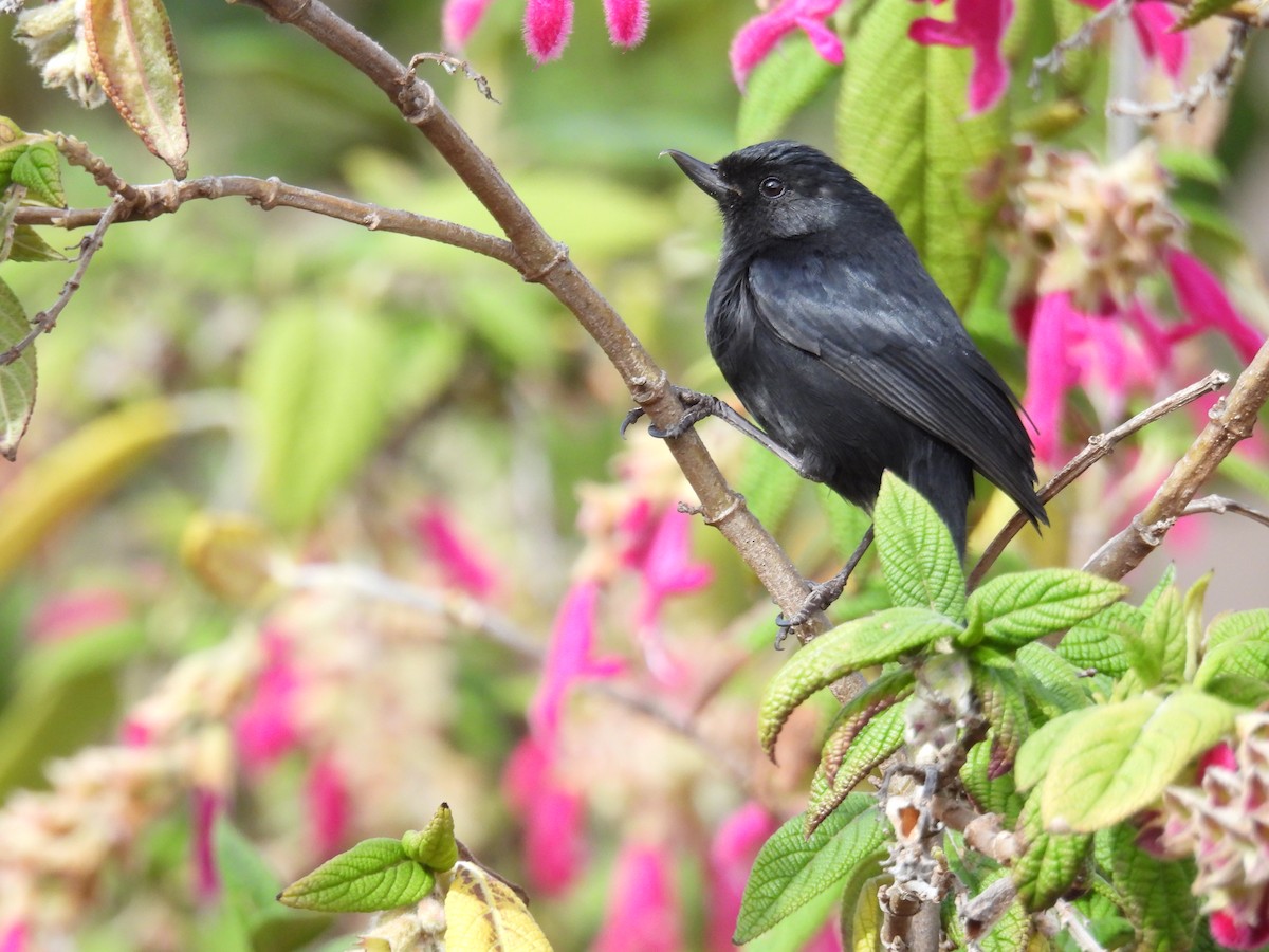 Black Flowerpiercer - ML643300099