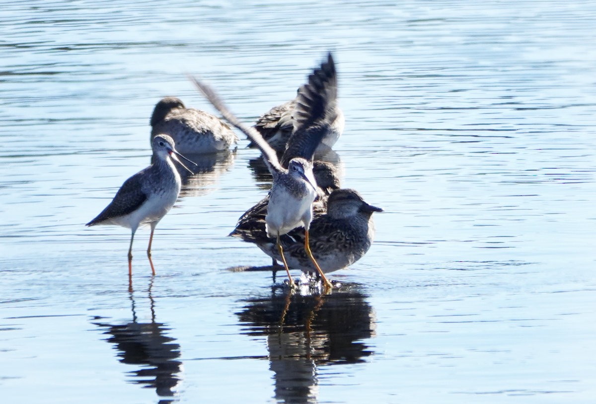 Greater Yellowlegs - ML643300102