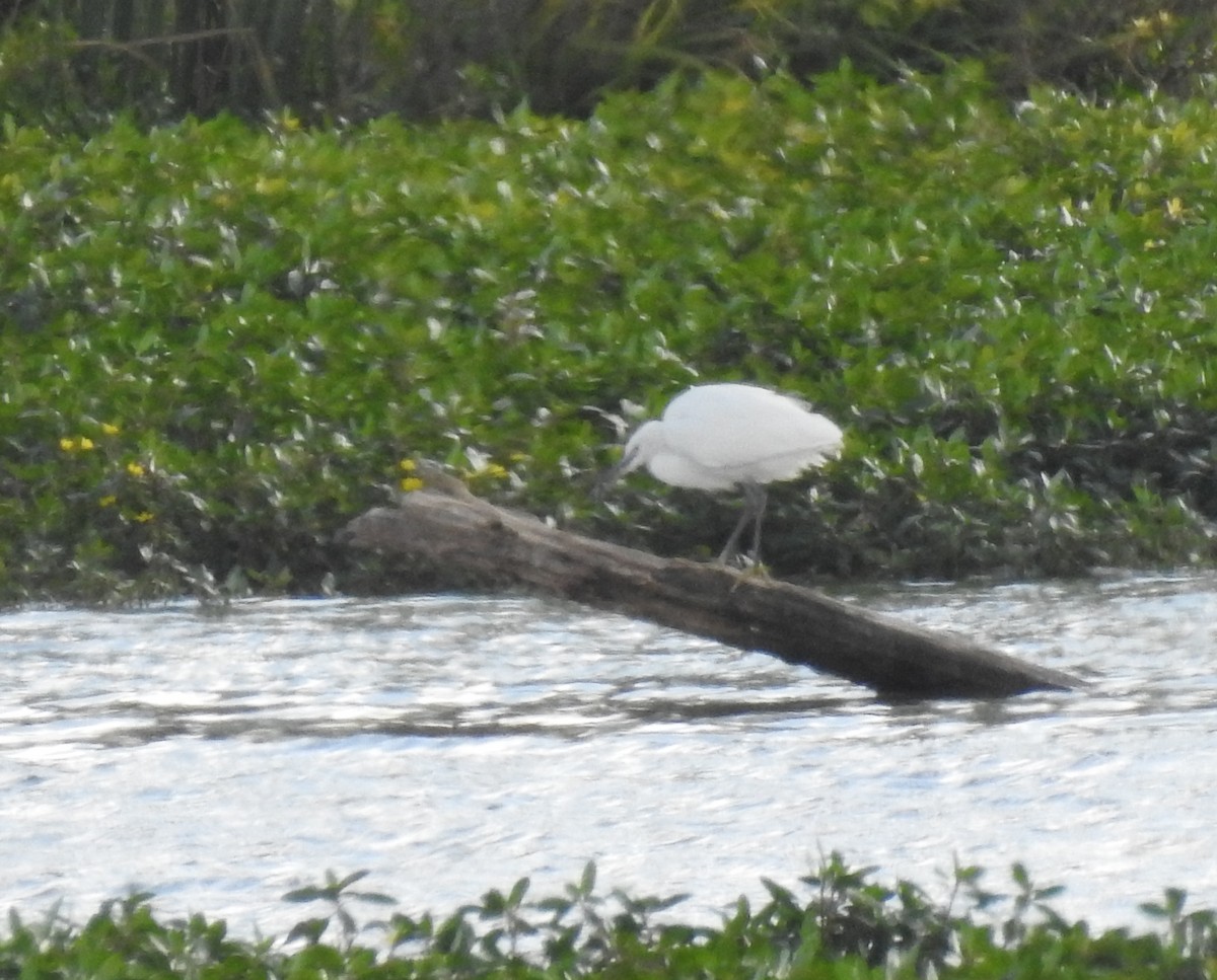 Little Egret - ML643300103