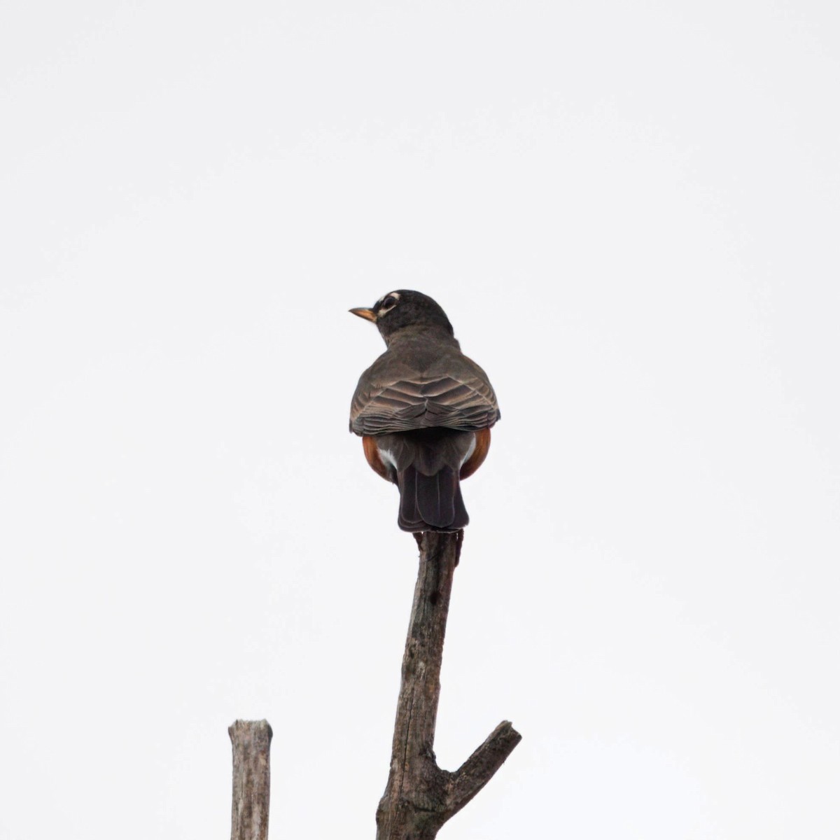 American Robin - ML643300104