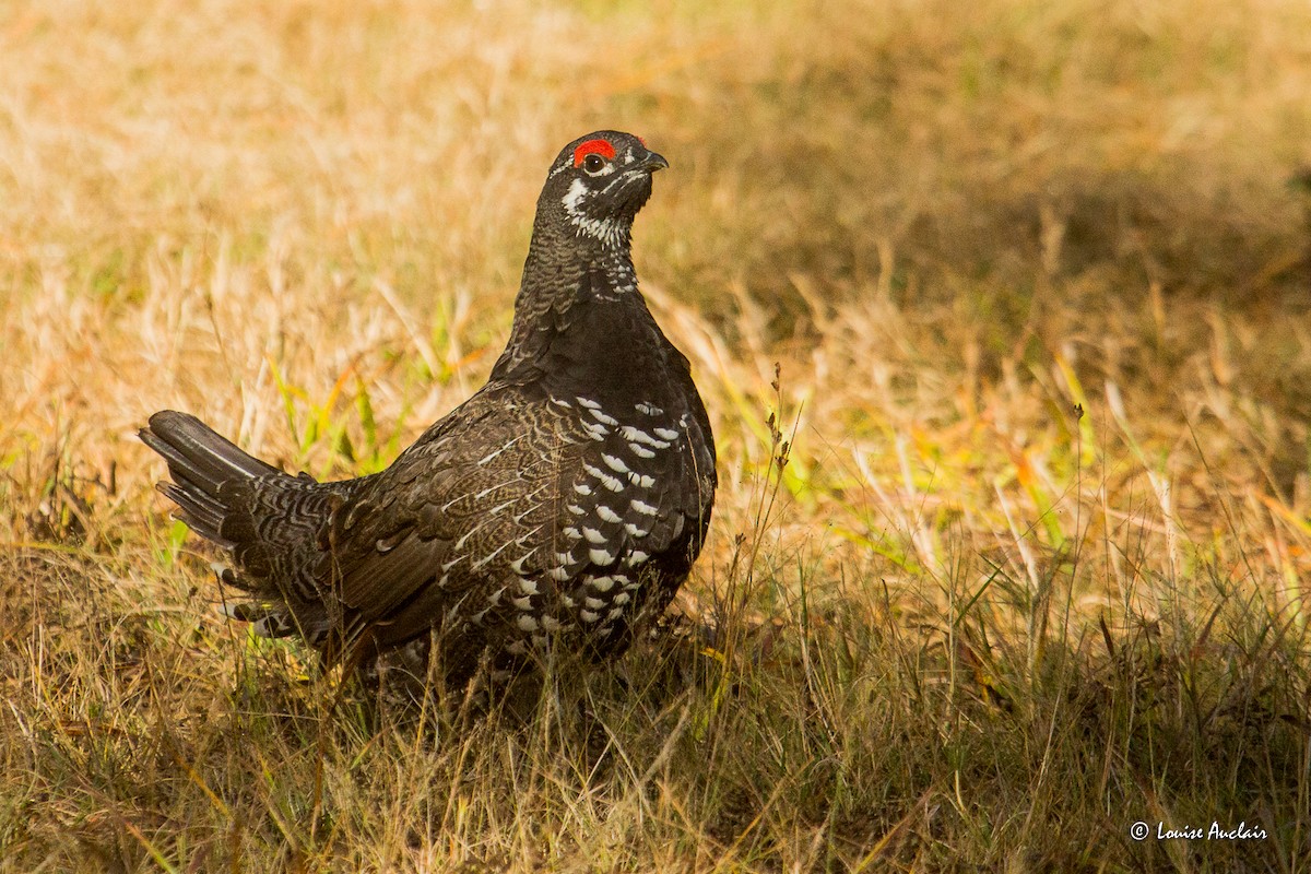 Spruce Grouse - ML643300105