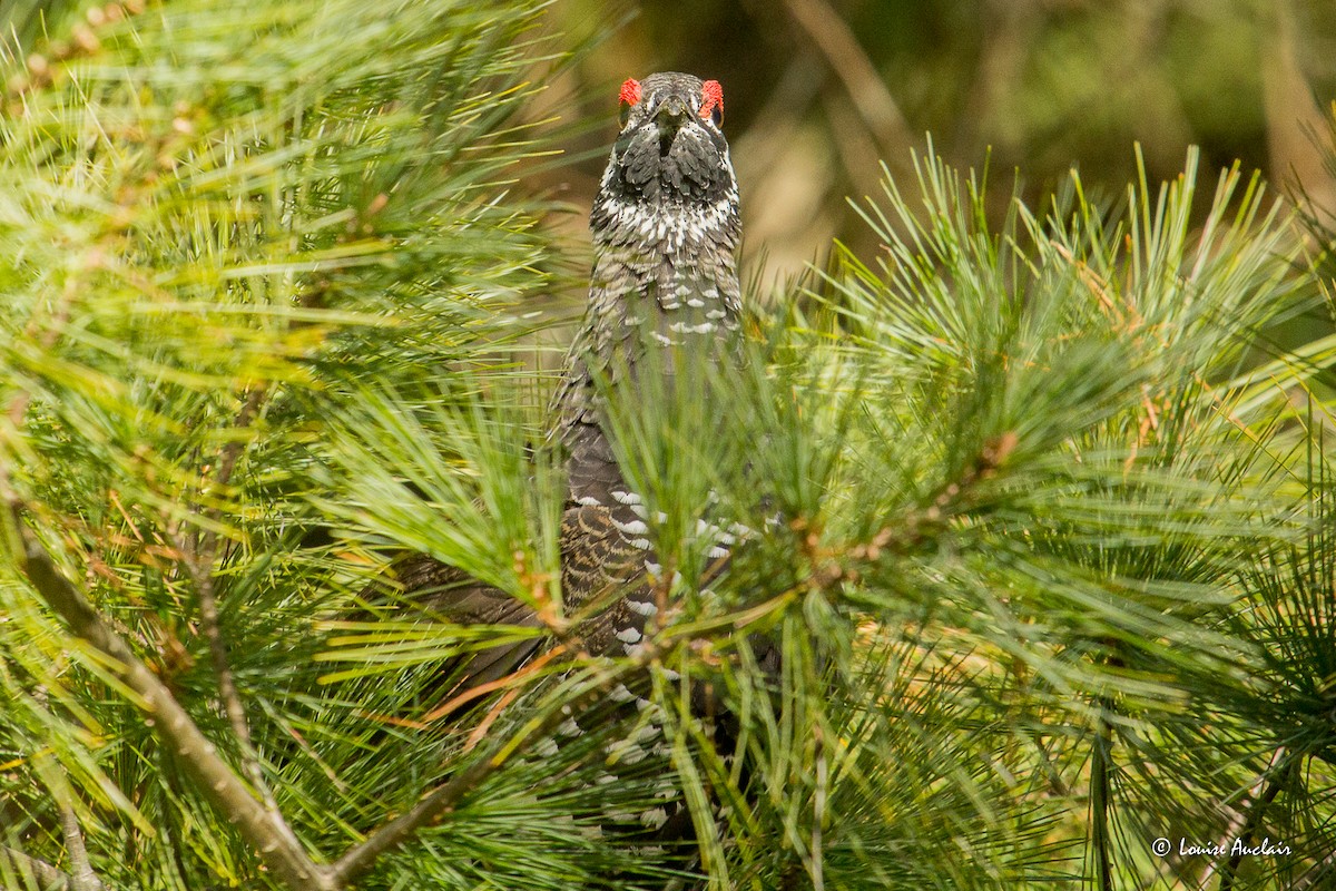 Spruce Grouse - ML643300106