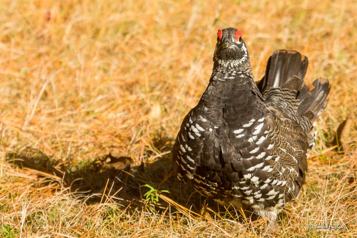 Spruce Grouse - ML643300107