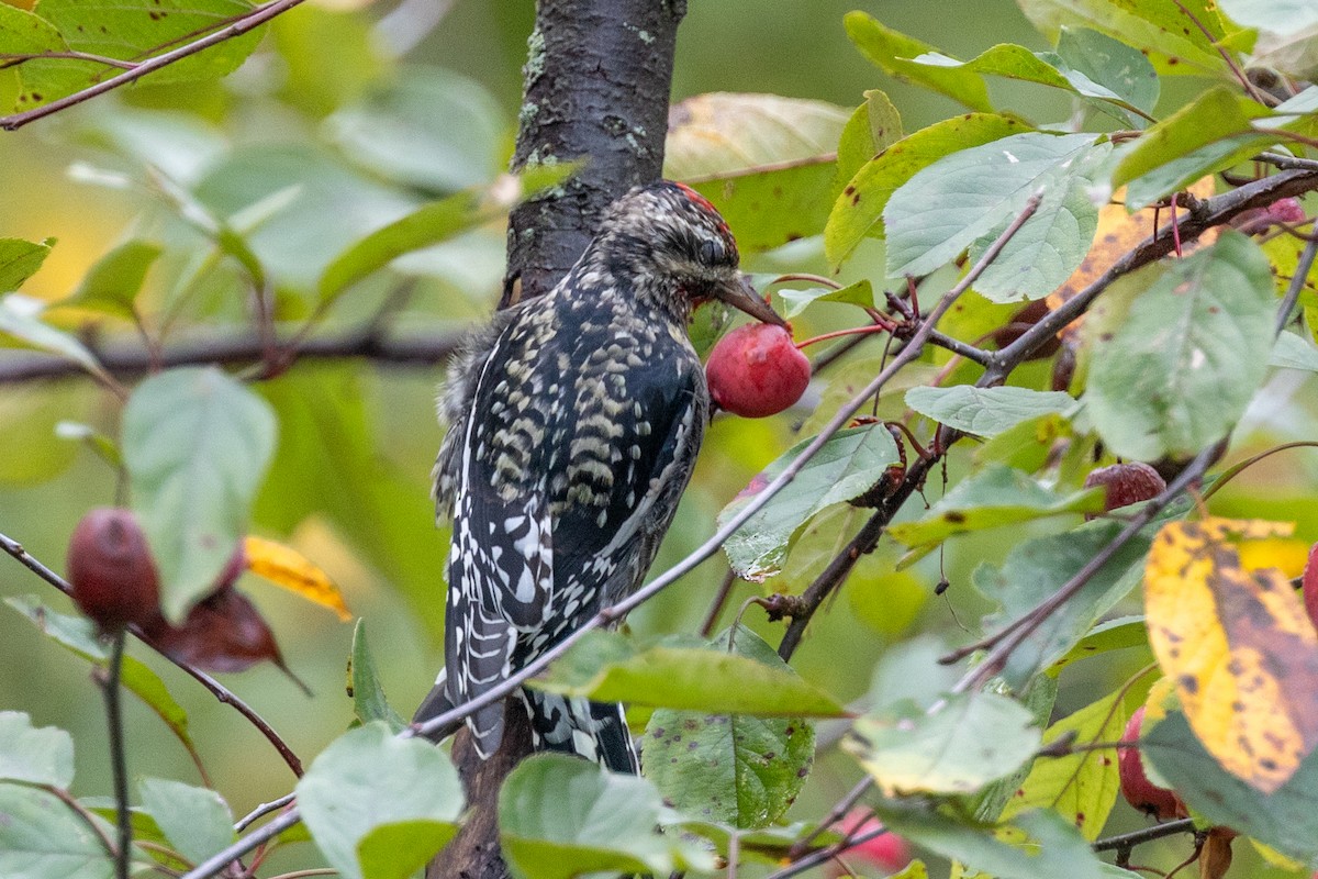 Yellow-bellied Sapsucker - ML643300109