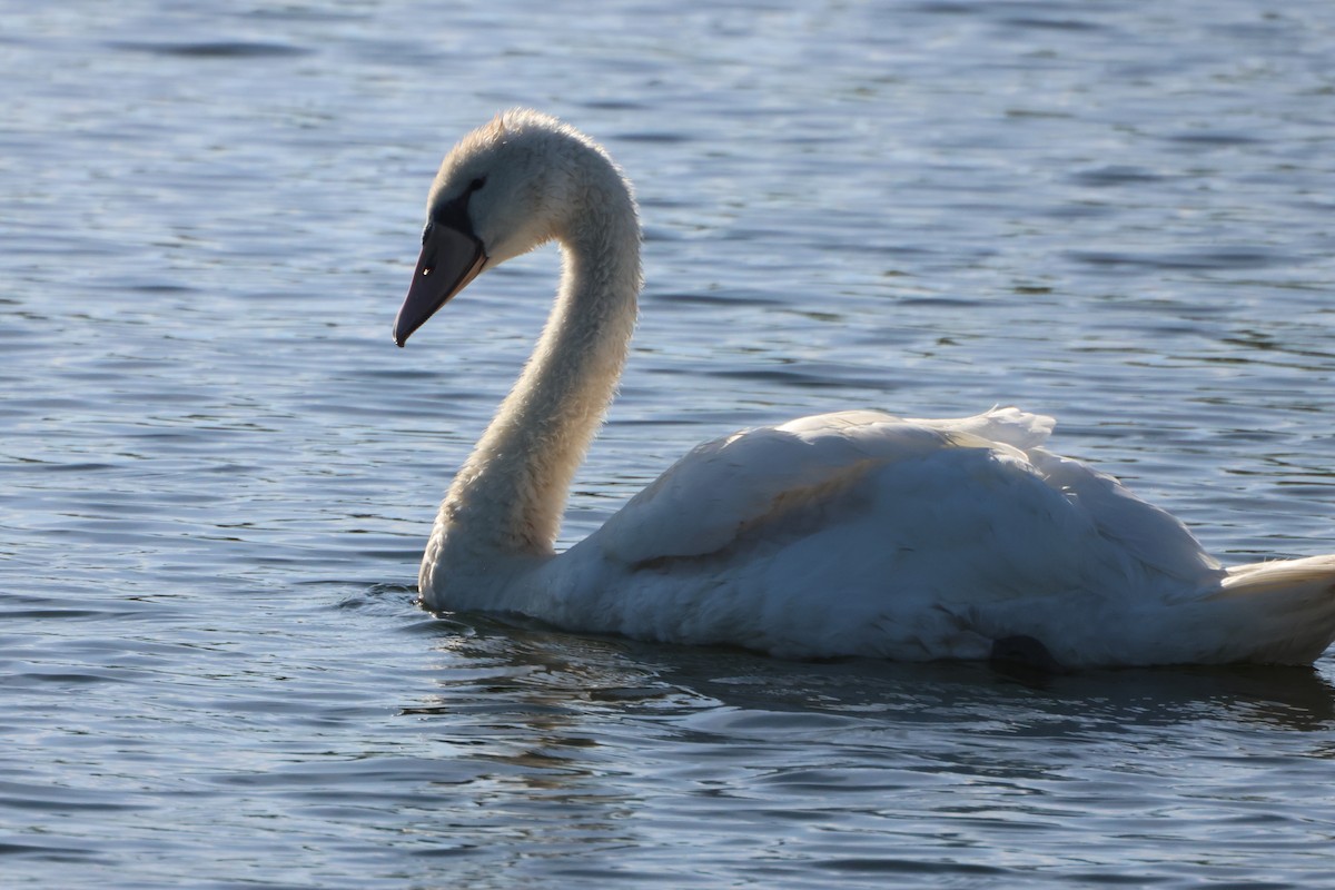 Mute Swan - ML643300111