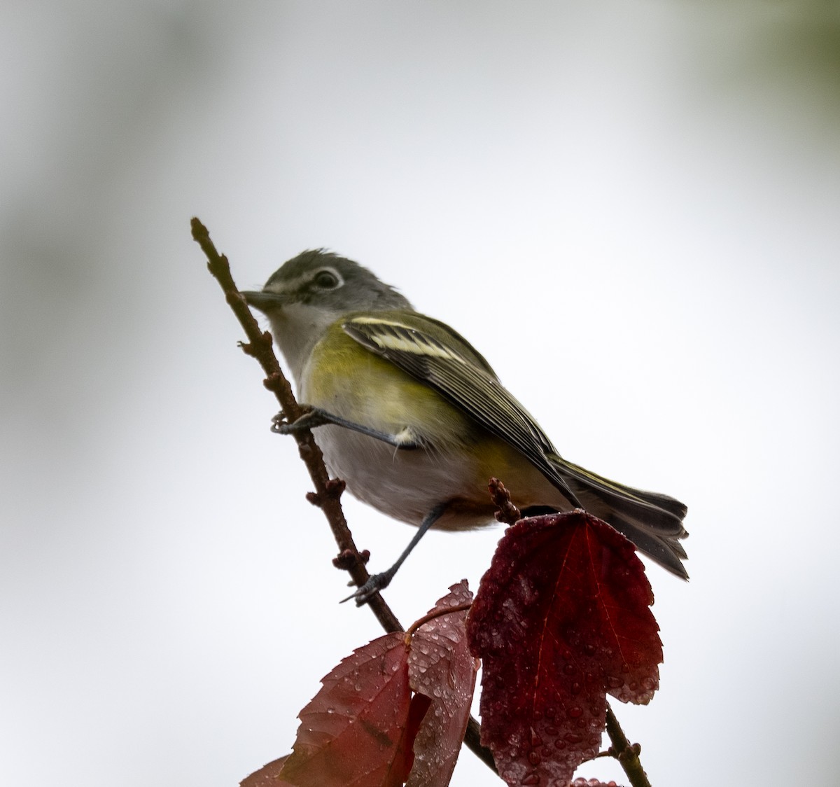 Blue-headed Vireo - ML643300112