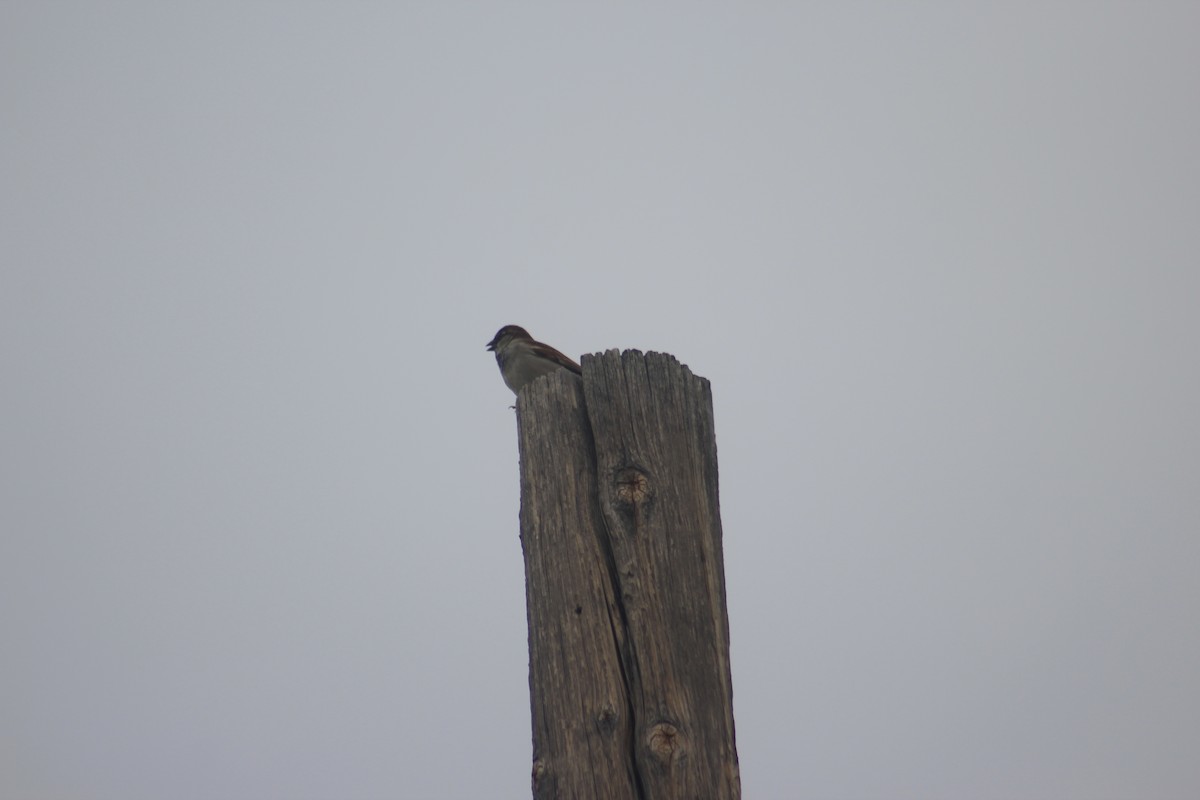 Moineau domestique - ML643300117