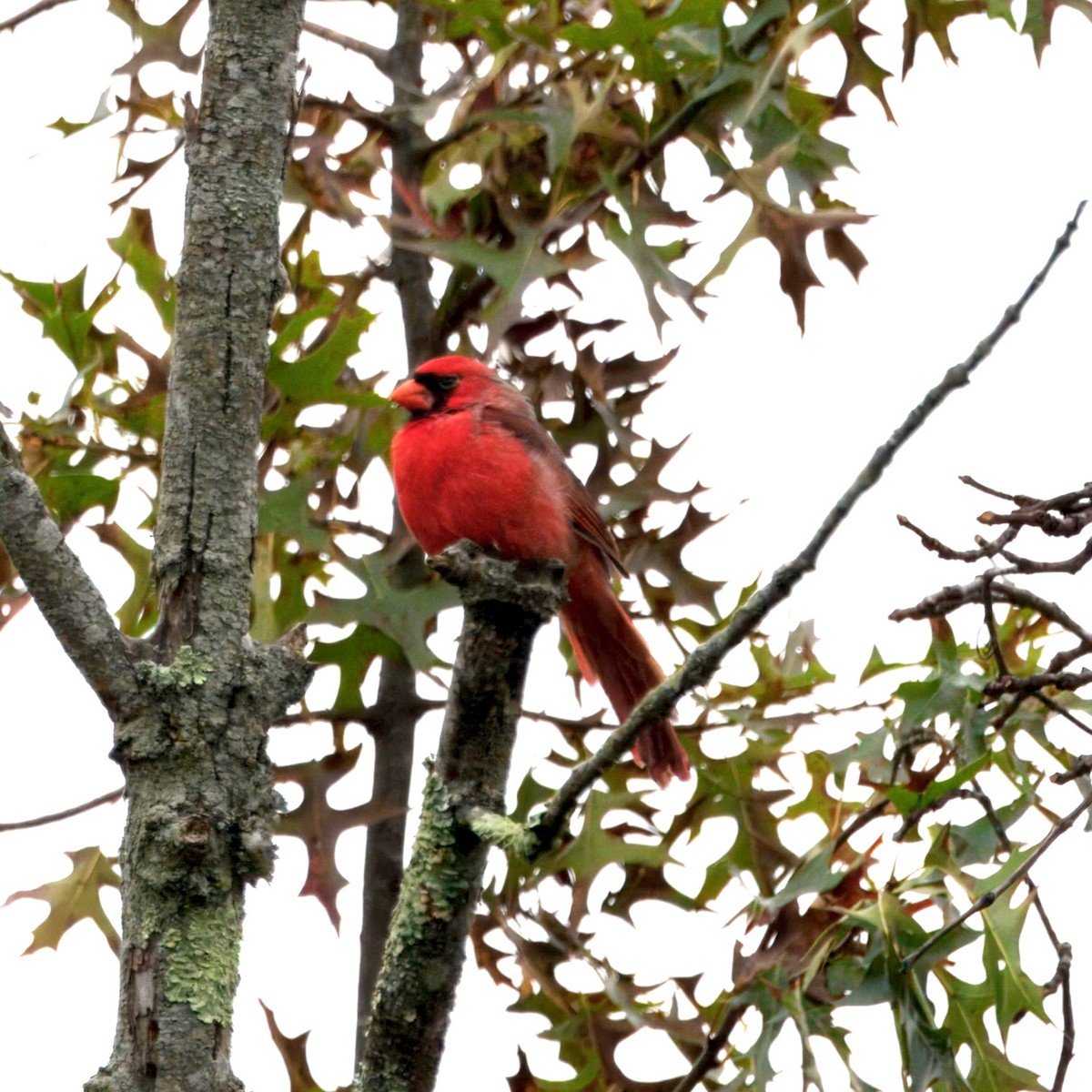 Northern Cardinal - ML643300119