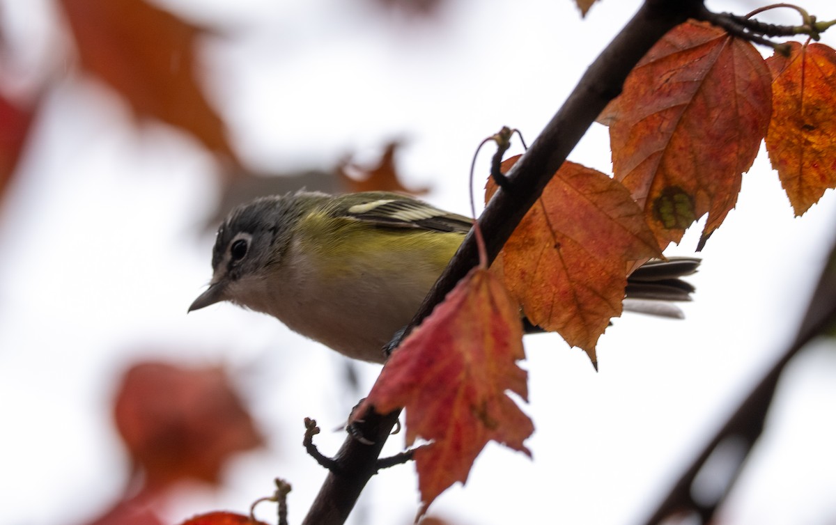 Blue-headed Vireo - ML643300121