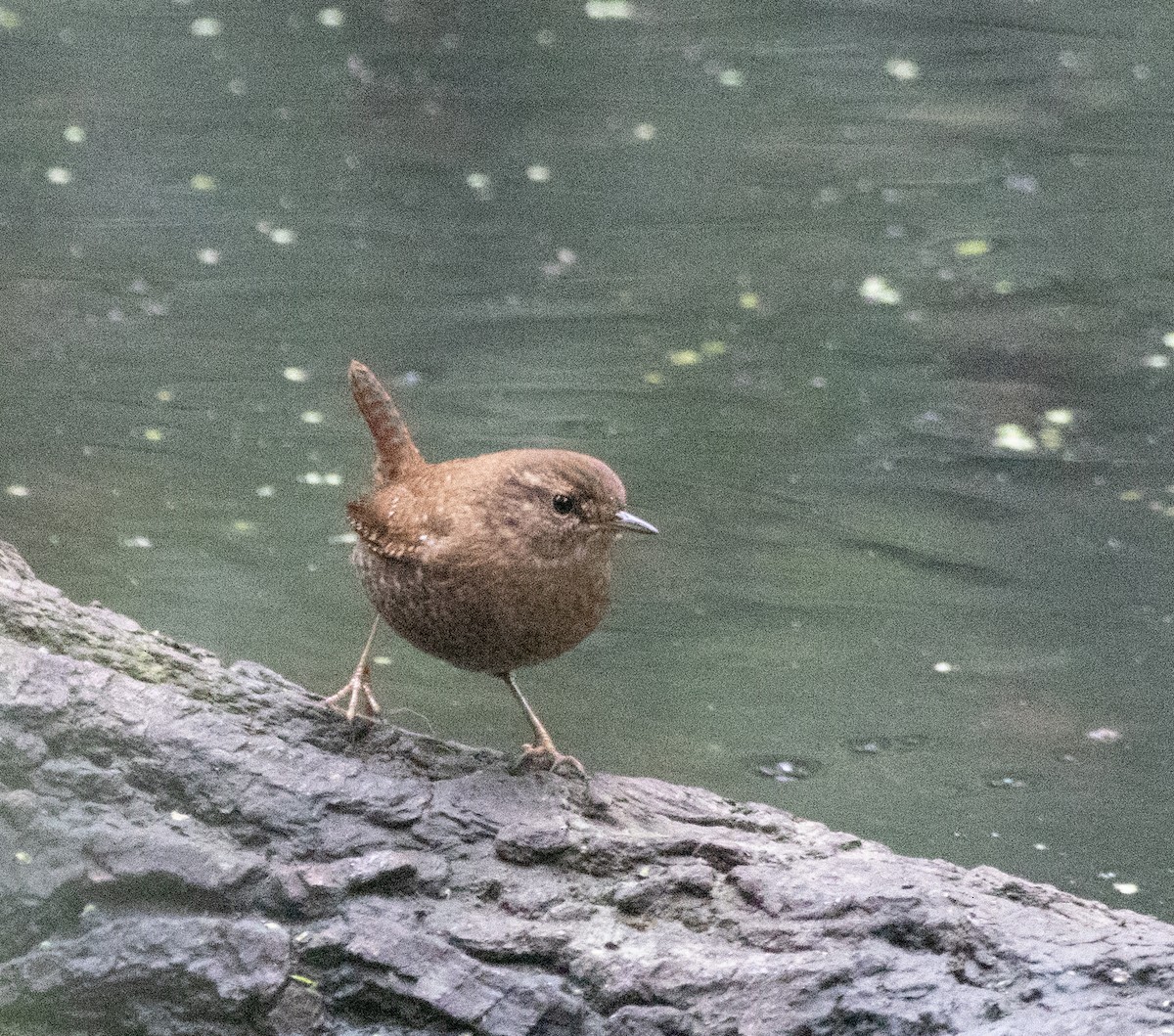 Winter Wren - ML643300129