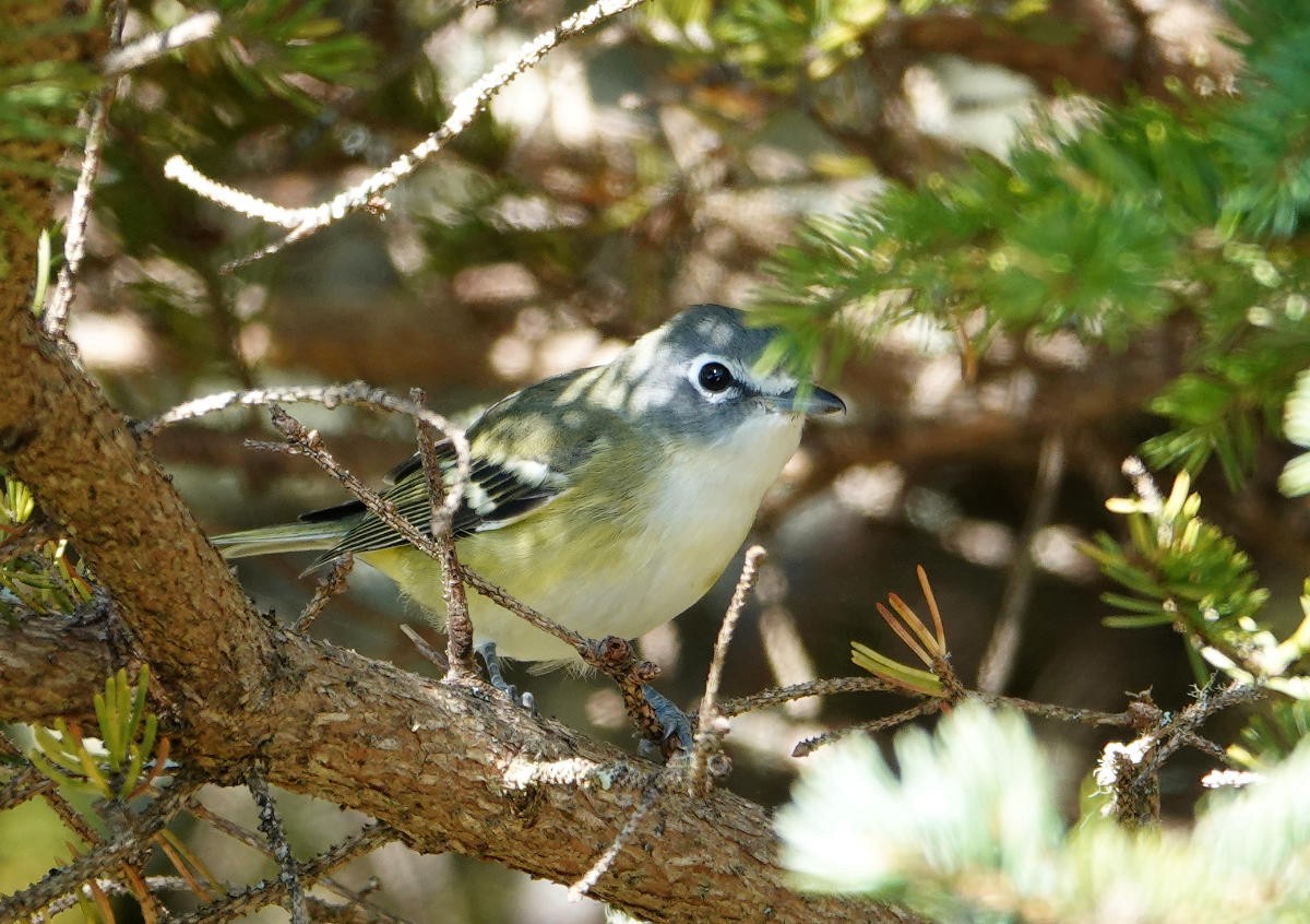 Blue-headed Vireo - ML643300136